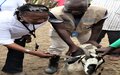 More than 600 livestock vaccinated on the first day of vaccination campaign. 