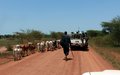 UNISFA hands-over 62 more recovered cattle to Ngok Dinka and Misseriya pastoralists